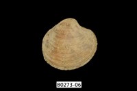 藏品(維納斯簾蛤)的圖片